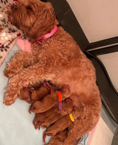 F2 Cavapoo puppies! ready to leave in March