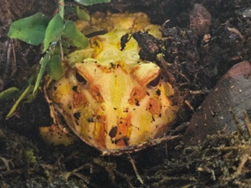 Pacman Frog – albino Pac-Man frog for sale with Tank and heating/lighting – Warrington