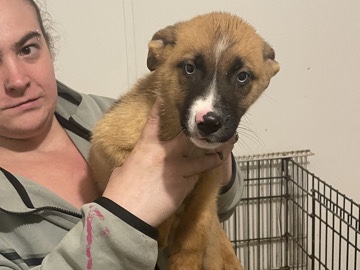 Image of German Shepherd