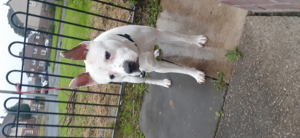 male staff x akita for sale