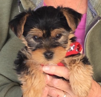 Yorkshire Terrier – yorkie puppies