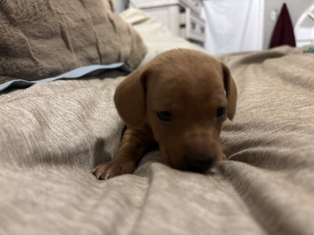 Dachshund – mini dachshund – Bartlesville