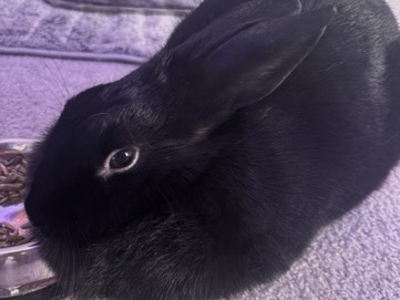 Mini Rex – mini rex & flemish giant mix – Aurora