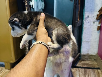 Siberian Husky – Siberian Husky Puppy for Sale – New Delhi