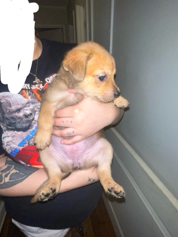German Shepherd – my dog had puppies, trying to find her a good home