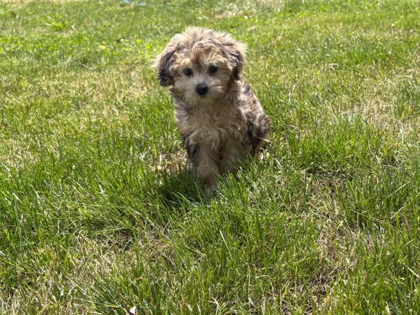 Golden Retriever – PUREBRED GOLDEN RETRIEVER PUPPY – Philadelphia