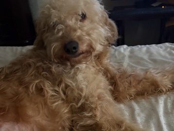 Goldendoodle – Apollo – Newport News