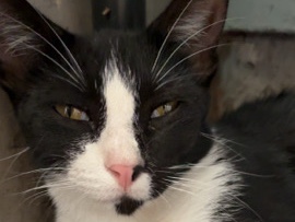 Russian White, Black and Tabby – Tuxedo Girl Cat – Henryetta