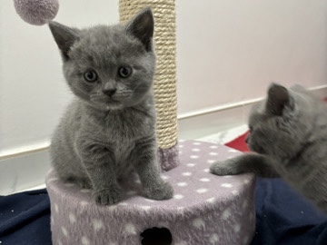 British Shorthair - Chatons British Shortair available for adoption in Brussels