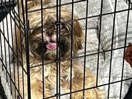 Shih Tzu – I have a full breaded Shih Tzu – South Fulton