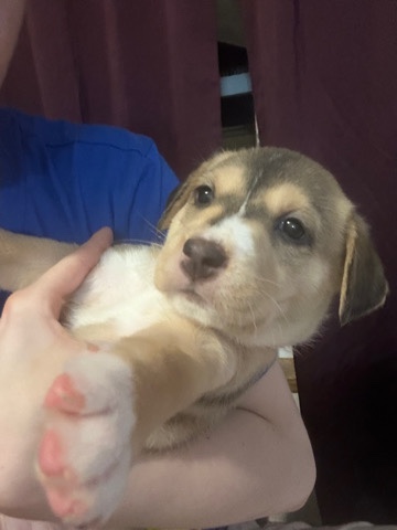 Labrador Husky – pit husky puppys