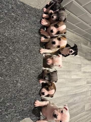 staffie puppies for sale 