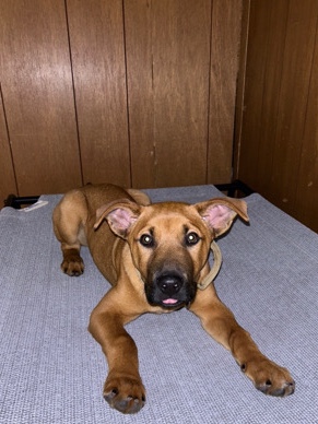 American Pit Bull Terrier – Protection Dog for Sale
