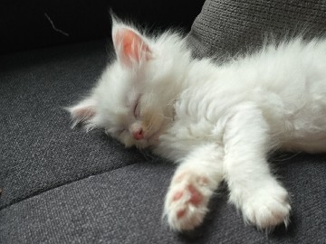 Maine Coon – Maine coonis suchen ab Mitte Mai ein neues Zuhause – Duisburg