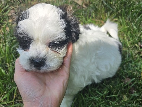 Shih Tzu – Shih tzu/Bichon Puppy – Independence