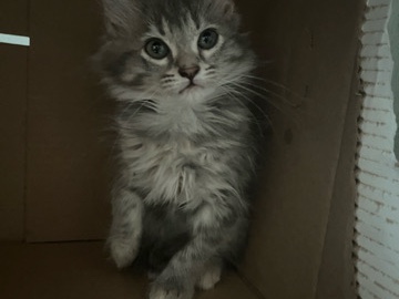 free cats – Austin