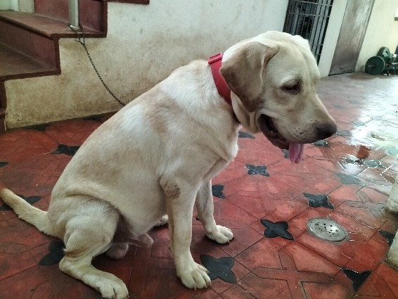 labrador male 11 months old fawn colour, fully vaccinated and deworming done, very friendly 