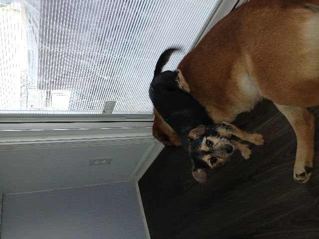 Chihuahua – needs a new home