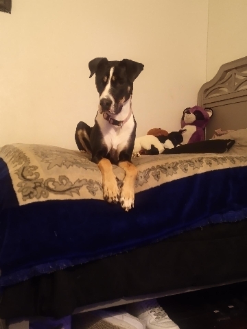 Great Dane – great dane