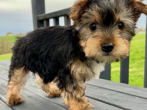 Yorkshire Terrier - yorkie available for adoption in Weymouth