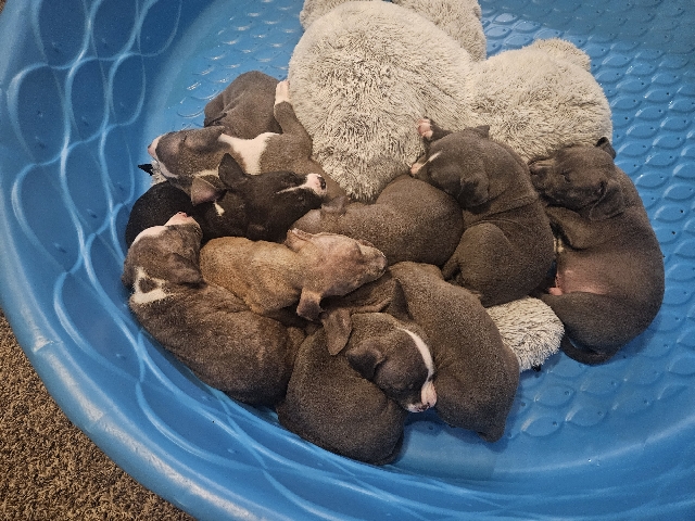 American Pit Bull Terrier – selling pit bul puppies
