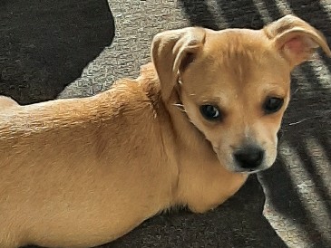 Chihuahua – buddy  toy Chihuahua/yorkie – Tacoma