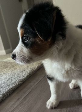 Australian Shepherd – Australian Shepard/ Heeler mix puppy