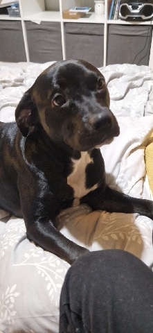staffy x lab