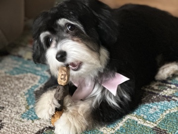 havanese - female 