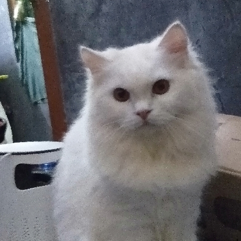 Persian (Traditional) – Persian cat