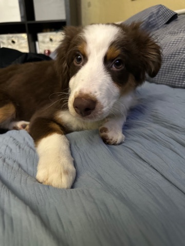 Australian Shepherd – trying to find a good family for my puppy Avery