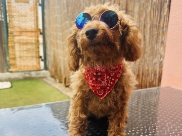 Poodle - Puppy Toy Poodle (Abu Dhabi) 🐶💕🌸 available for adoption in Abu Dhabi