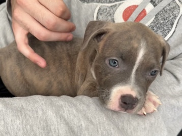 American Bulldog – Chico -American Bulldog XL – Philadelphia