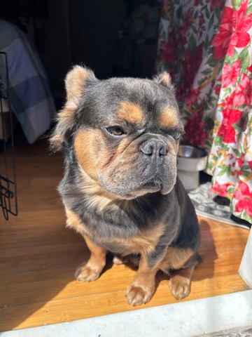 French Bulldog – visual fluffy French bulldog