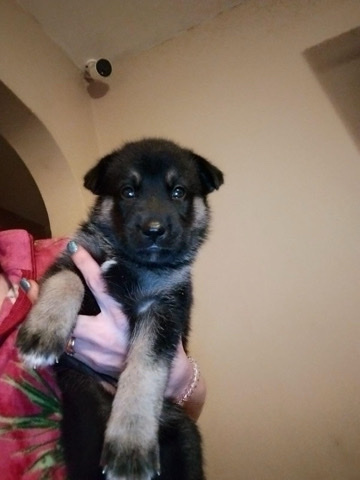 Siberian Husky – shepsky