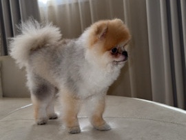 Pomeranian – بومرينيان – الرياض
