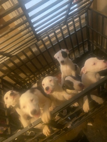 American Pit Bull Terrier – puppies pits