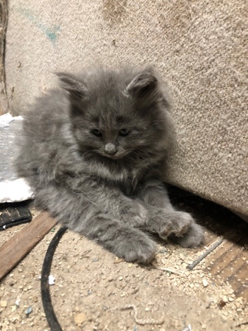 Nebelung – kittens