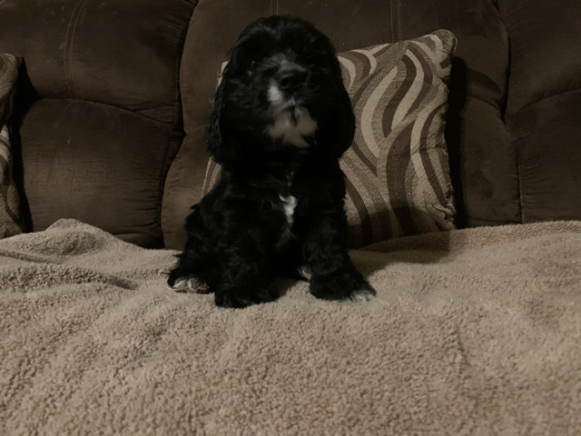  Sweet, adorable cocker spaniel puppy