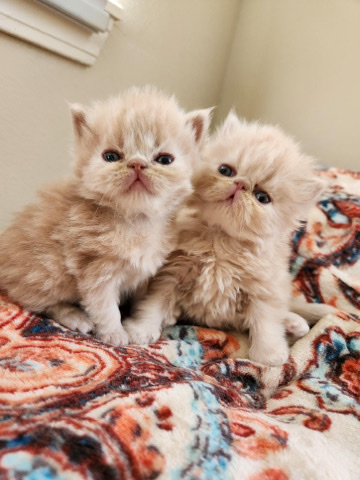 Persian (Traditional) – Crème Persian kittens