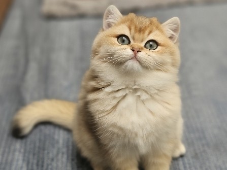 Britisch Kurzhaar Mädchen 