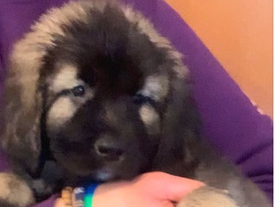 Caucasian Shepherd Dog – 7weeks old Caucasian Shepherds /Storm boy