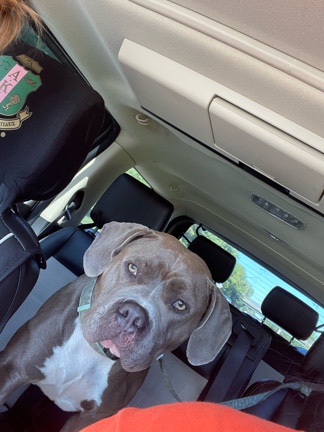 American Pit Bull Terrier – Blue nose pitt/ Female