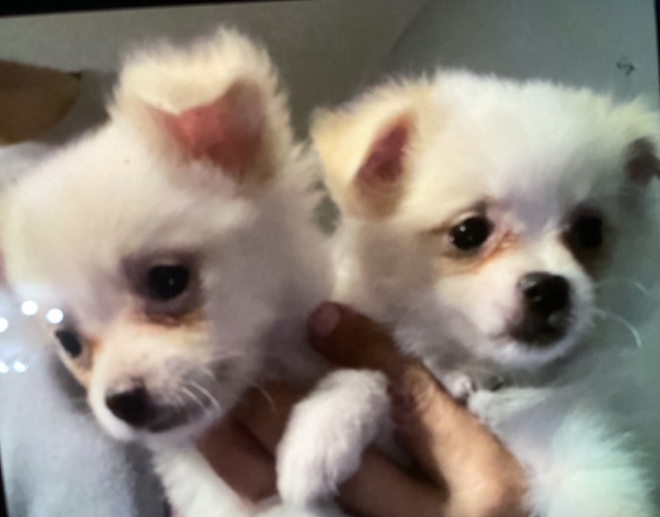 Pomeranian – adorable Pomeranian-Morkie cross