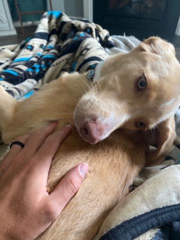 Labrador Retriever – Honey