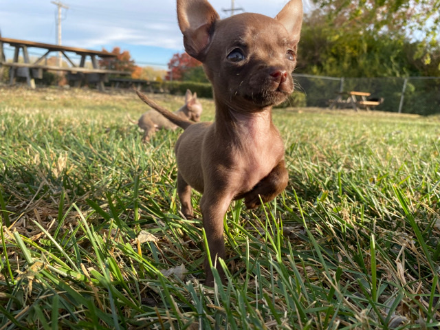 Chihuahua – Teacup Chihuahua