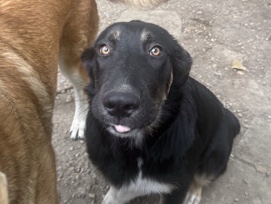 German Shepherd – Jackie – Dallas