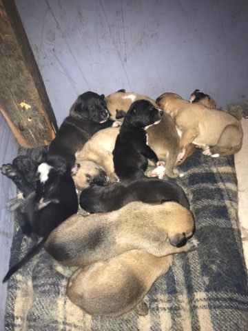 Belgian Shepherd Dog (Malinois) – puppies mixed with pitbull