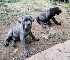 Cane Corso – Cane Corso/ Mastiff – Mechanicsburg