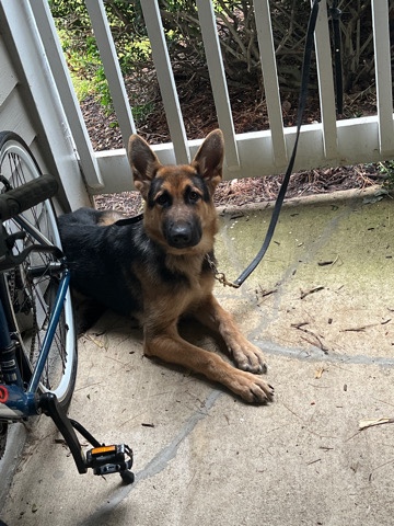 German Shepherd – German Shepherd fully trained